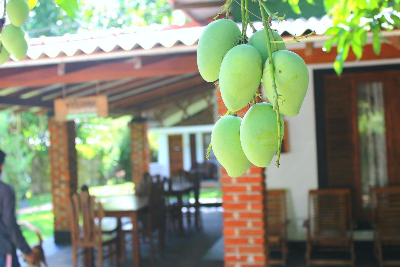 Green Cottage Anuradhapura Dış mekan fotoğraf