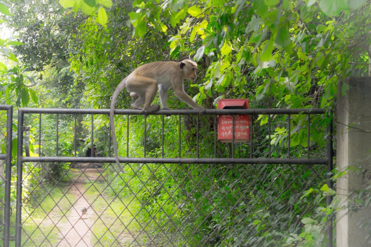 Green Cottage Anuradhapura Dış mekan fotoğraf