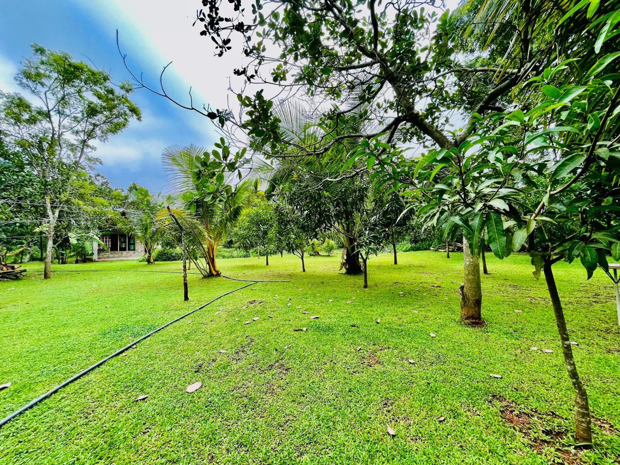 Green Cottage Anuradhapura Dış mekan fotoğraf